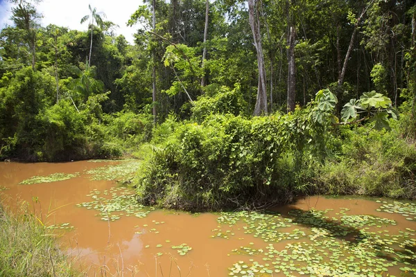 Belle Vue Sur Forêt Tropicale Verte — Photo