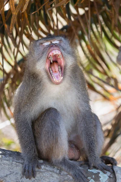 Portrait Nervous Yawning Crab Eating Long Tailed Macaque Macaca Fascicularis — Stock Photo, Image