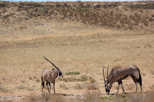 Gemsbok sürüsü ya da Güney Afrika antilobu, Afrika antilobu ceylanı Kalahari çölündeki kuru otların arasında yürüyor ve otluyor.