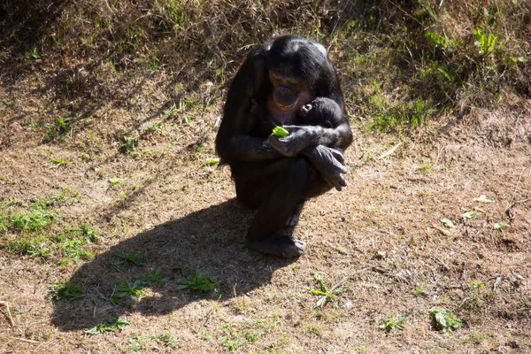 Närbild Gorilla Djurparken — Stockfoto