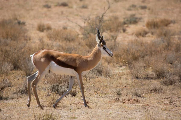 Springbok Antidorcas Marsupialis Spacery Wypas Suchych Łąkach Pustyni — Zdjęcie stockowe