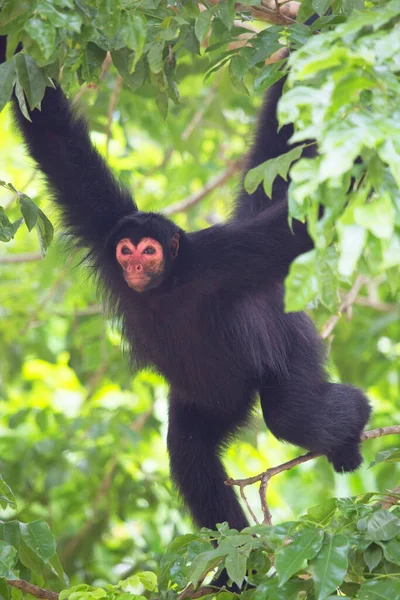 Portrait Noir Blanc Jeune Chimpanzé — Photo