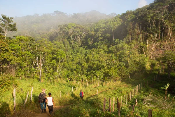 Bereketli orman sahnesinde yürüyüş yapan bir grup insan, seyahat sahnesi.
