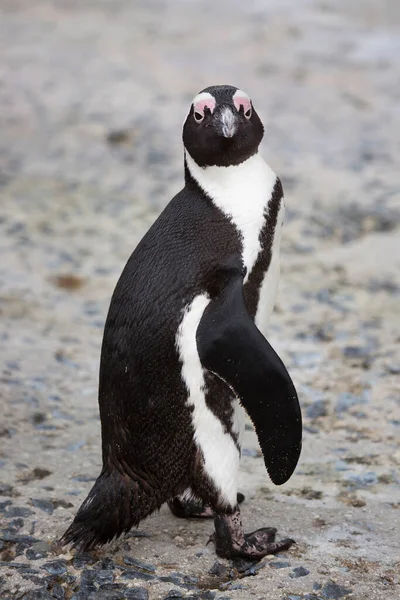 Nahaufnahme Von Niedlichen Pinguin — Stockfoto