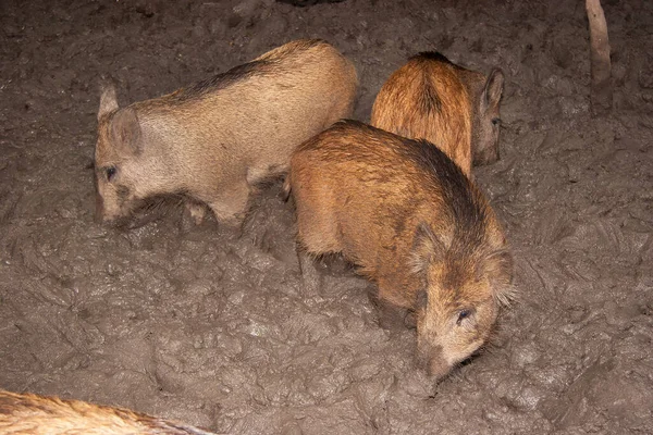 Skupina Mladých Hnědých Prasat Lese — Stock fotografie