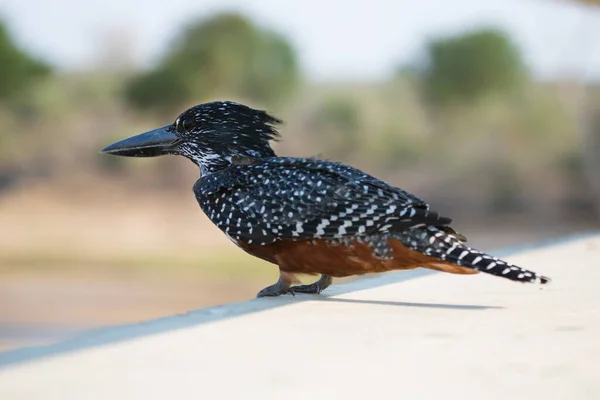 Ein Vogel Sitzt Auf Einem Ast Eines Baumes Park — Stockfoto