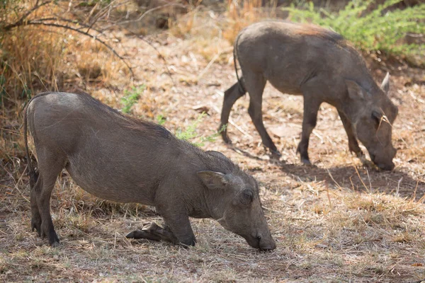 멧돼지를 클로즈업 — 스톡 사진