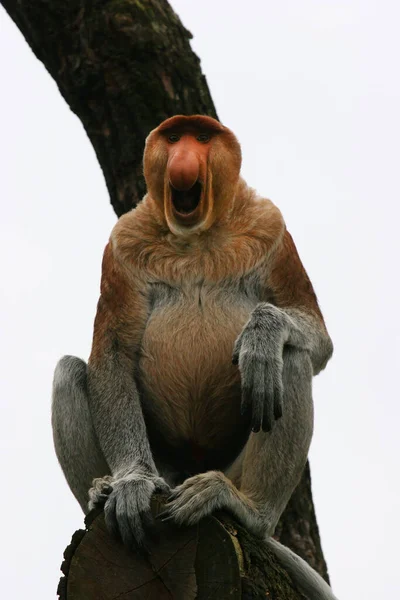 Proboscis Monkey Long Nose — Stock Photo, Image