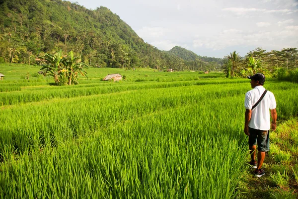 Typical Terrace Rice Fields Sawa Young Plantations Rice Plants — Stock Photo, Image