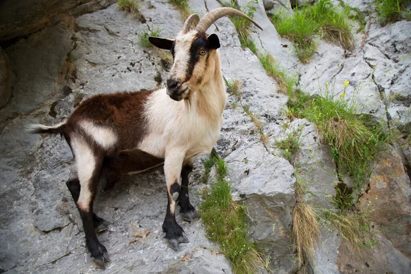 Jonge Geit Bergen — Stockfoto