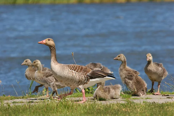 Unga Vackra Tamgäss Djur Natur Serie — Stockfoto