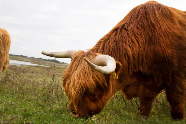 Une Jeune Vache Brune Tient Debout Sur Une Prairie Verte — Photo