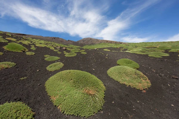 Etna Dağı 'nın krater kenarı lav tarlaları ve dik yamaçlar. Çakıl taşlarıyla kaplı. Güçlü öncü bitkiler tarafından büyütülmüş.