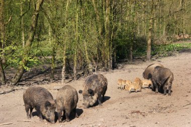Hayvanat bahçesindeki en şirin tüylü domuzlar.
