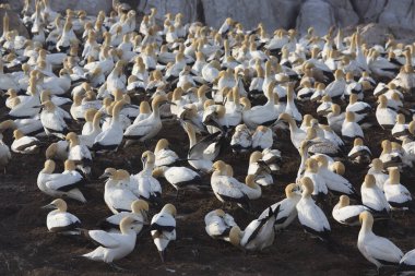 Sahildeki doğal yaşam alanındaki deniz kuşları sürüsü.