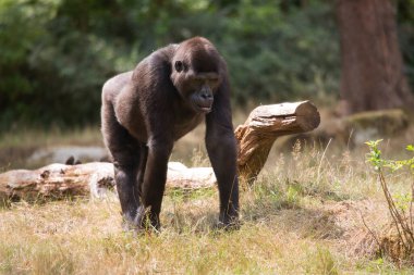 Genç bir Afro-Amerikan erkek gorilin hayvanat bahçesindeki yakın çekimi.