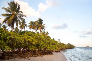Yeşillikli güzel tropikal sahil manzarası