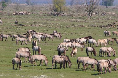Suyun kenarında bir konik at sürüsü