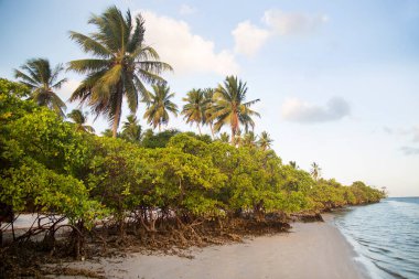 Yeşillikli güzel tropikal sahil manzarası