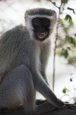 vervet maymunu, klorocebus pigerythrus, ağaçta oturuyor.  