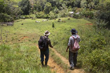 Yeşil güneşli sahnelerde inek sürüsü olan adamlar, seyahat çekimleri.