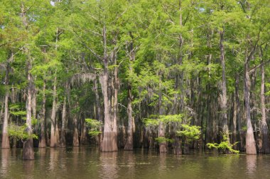 Ormandaki nehrin güzel manzarası