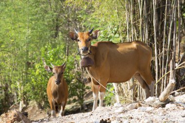 Çiftlikteki genç ve güzel inekler.