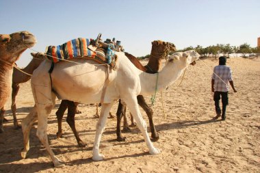 Çölde develerin üzerinde gezen insanların manzarası.