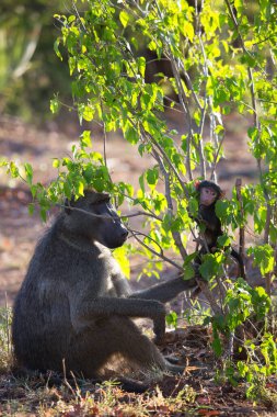 Vahşi ortamda şirin babunlar.