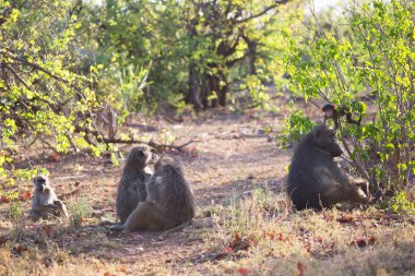 Vahşi ortamda şirin babunlar.