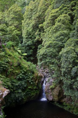 Ormandaki nehrin güzel manzarası