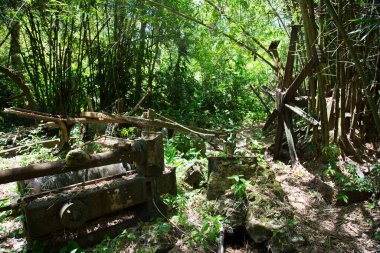 Ormandaki eski ahşap köprü