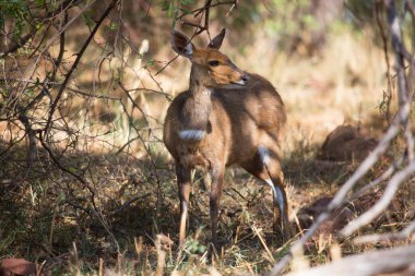 Vahşi doğadaki en tatlı geyik manzarası