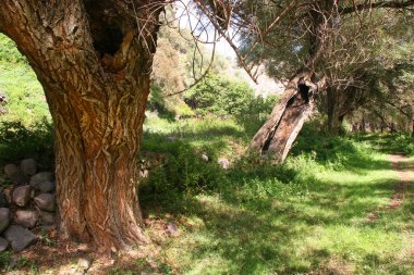 Parkta zeytin ağaçları