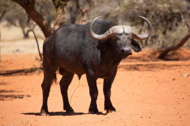 Afrika ya da Cape Buffalo boğası, syncerus caffer, Karoo çölünde kum ve savanada yürüyor.