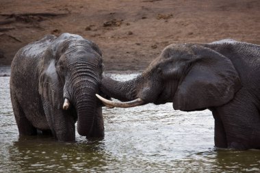 Afrika savanası filleri banyo yapıyor, oynuyor ve kendilerine su ve çamur püskürtüyorlar.