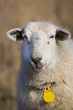 Beyaz koyun portresi, seçici odaklanma