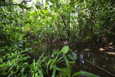 Brezilya 'nın Atlantik yağmur ormanı adı verilen aşılmaz bir bitki karışıklığı ile yoğun tropikal bulut ormanı