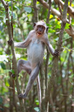 Genç yengeç yiyen ya da uzun kuyruklu macak, Macaca fascicularis, bölgeyi rahatça gözlemliyor.