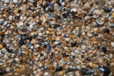 Kumsalda deniz kabukları