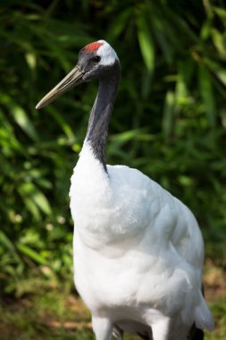 Parktaki beyaz leylek