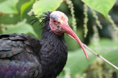 Keltoş Ibis ya da keşiş Ibis Geronticus eremita 'nın yakın çekimi.