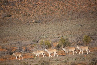 Büyük Kudu, yayılım gösterir: strepsiceros