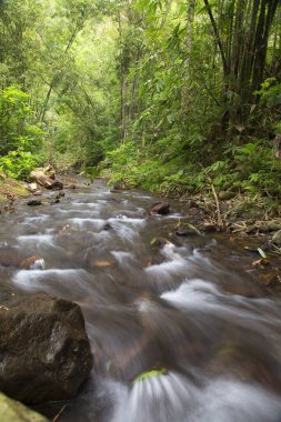 Nehirli güzel tropikal orman