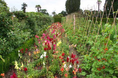 Bahçedeki güzel çiçekler