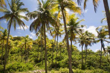 Tropikal denizde palmiye ağaçları