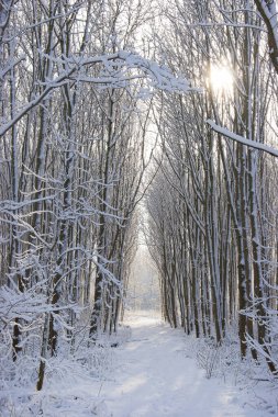 Donmuş orman ağaçlarıyla güzel bir manzara. 