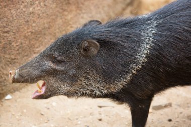 Genç bir yaban domuzuna yakın çekim