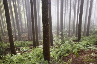 Sabahları güzel çam ormanı