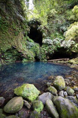 Tropikal ormandaki küçük göl manzarası